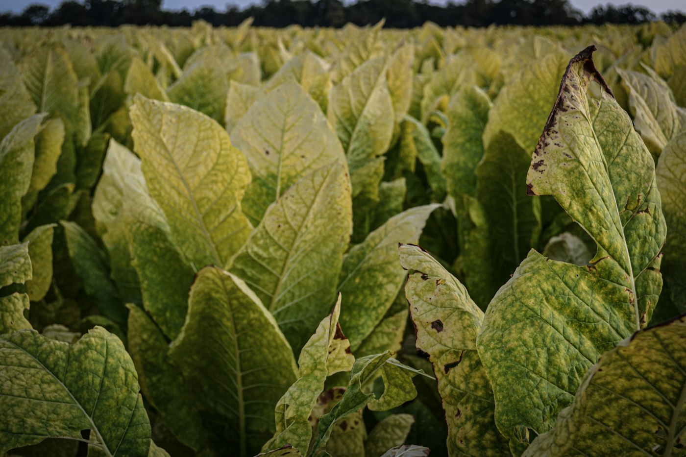 Tobacco in the field. The country where a cigar is made now sets its U.S. tariff rate.