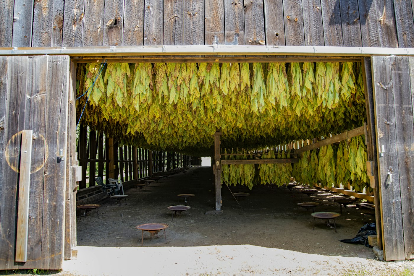 Leaf curing in a tobacco barn. Steady leaf and factory supply keeps shelves full.